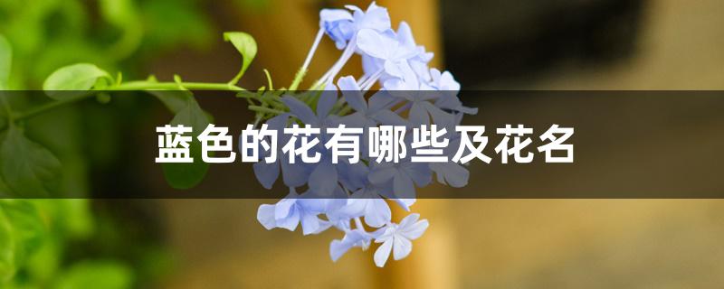 蓝色的花有哪些及花名