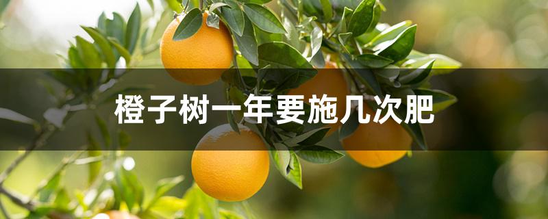 橙子树一年要施几次肥