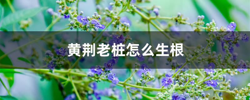 黄荆老桩怎么生根