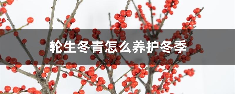 轮生冬青怎么养护冬季