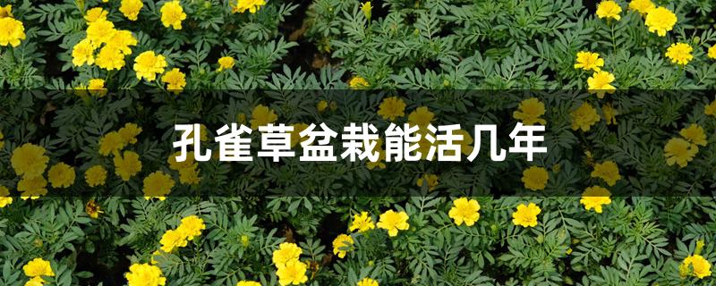 孔雀草盆栽能活几年