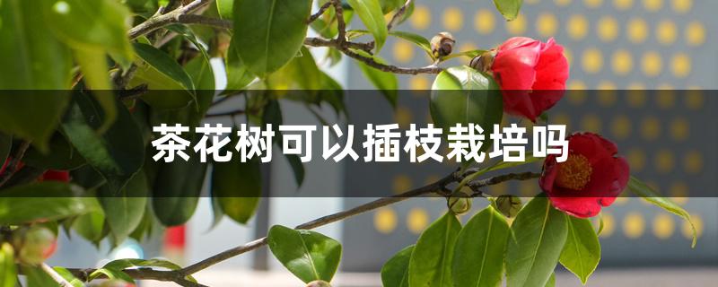 茶花树可以插枝栽培吗