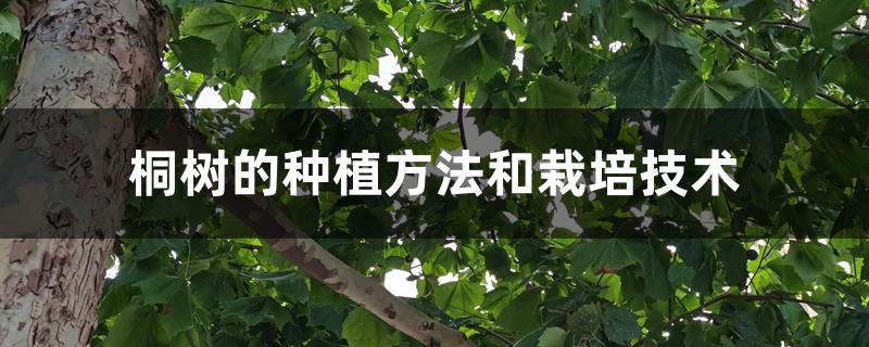 桐树的种植方法和栽培技术