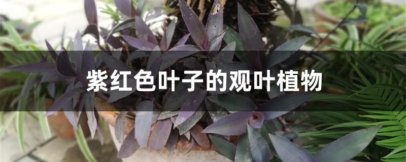 紫红色叶子的观叶植物