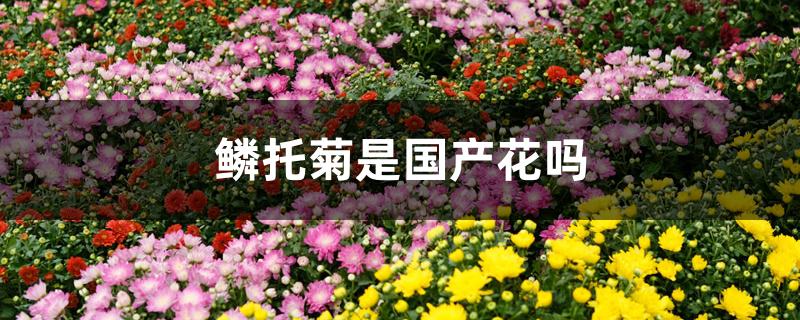 鳞托菊是国产花吗
