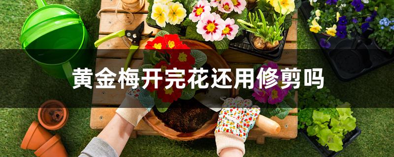 黄金梅开完花还用修剪吗