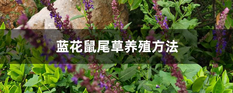 蓝花鼠尾草养殖方法