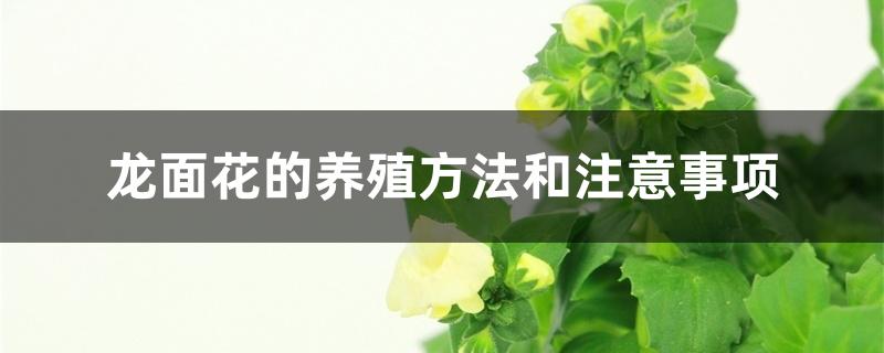 龙面花的养殖方法和注意事项