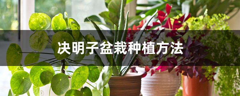 决明子盆栽种植方法