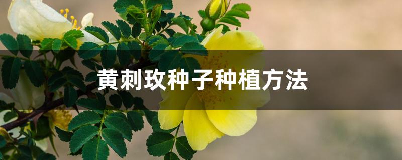 黄刺玫种子种植方法