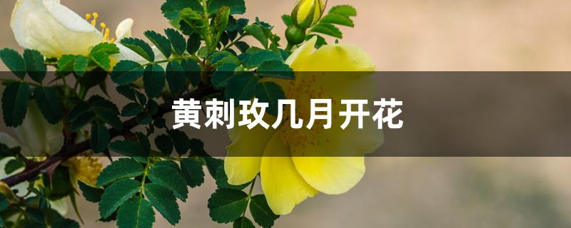 黄刺玫几月开花