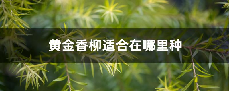 黄金香柳适合在哪里种