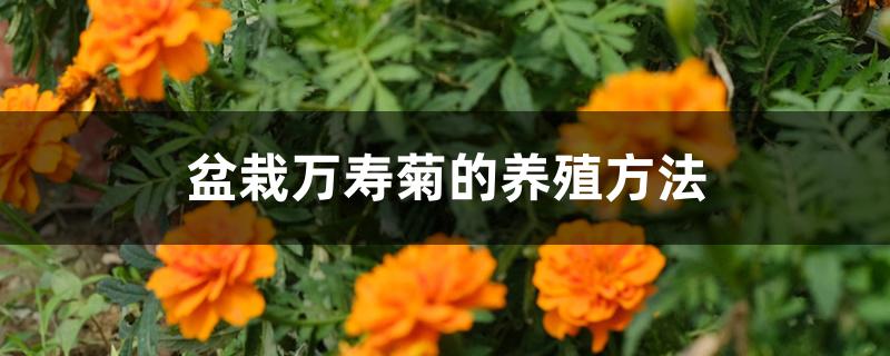 盆栽万寿菊的养殖方法