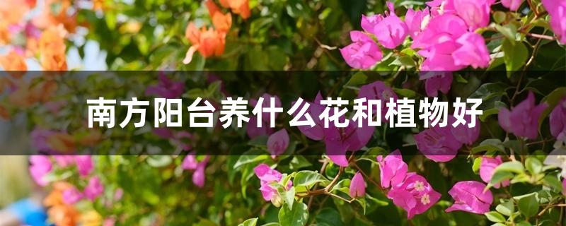 南方阳台养什么花和植物好