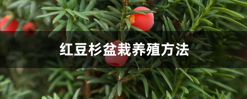 红豆杉盆栽养殖方法