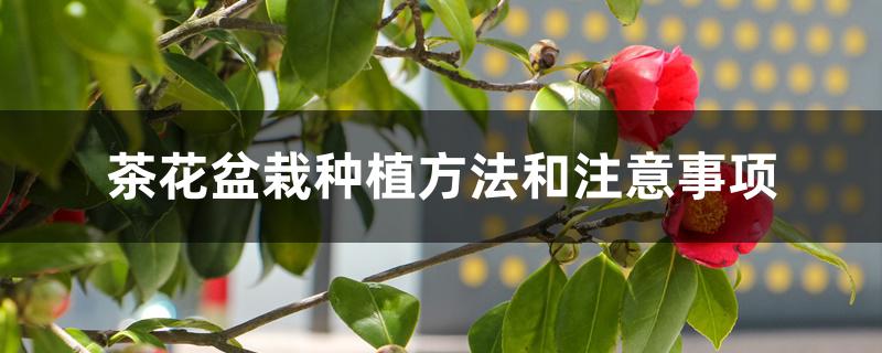 茶花盆栽种植方法和注意事项