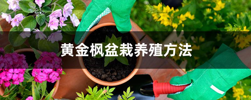 黄金枫盆栽养殖方法