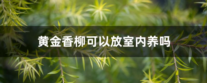 黄金香柳可以放室内养吗