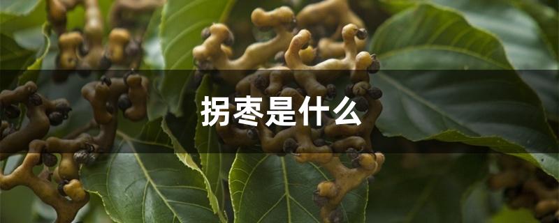 拐枣是什么