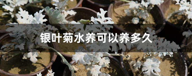 银叶菊水养可以养多久