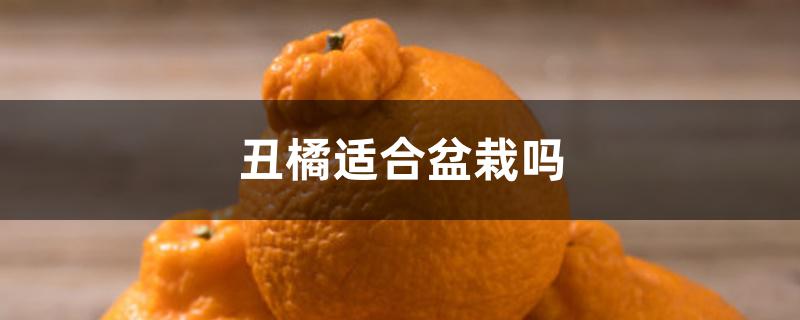 丑橘适合盆栽吗