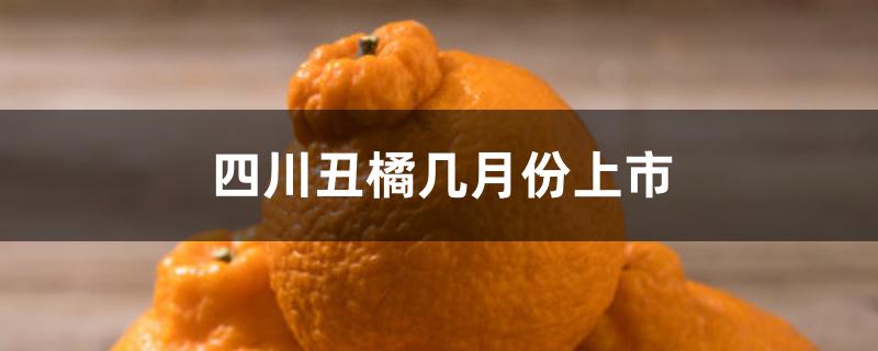 四川丑橘几月份上市