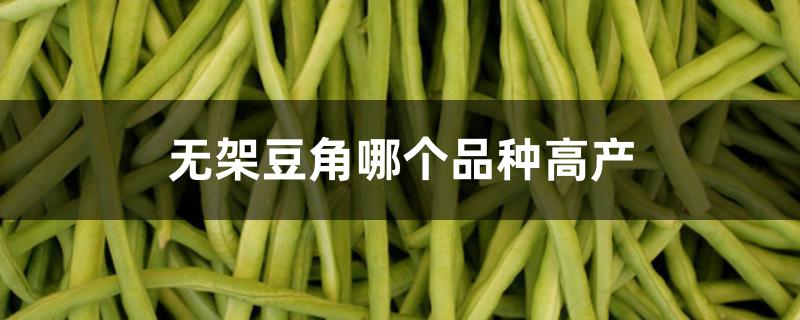 无架豆角哪个品种高产