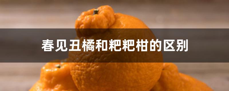 春见丑橘和粑粑柑的区别