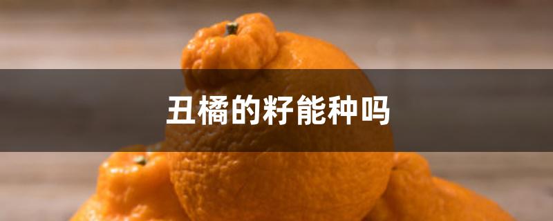 丑橘的籽能种吗