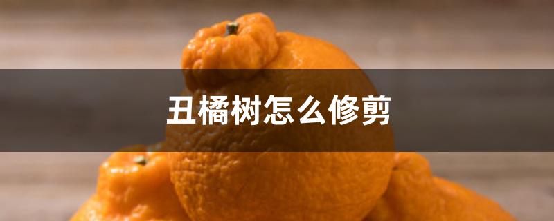丑橘树怎么修剪