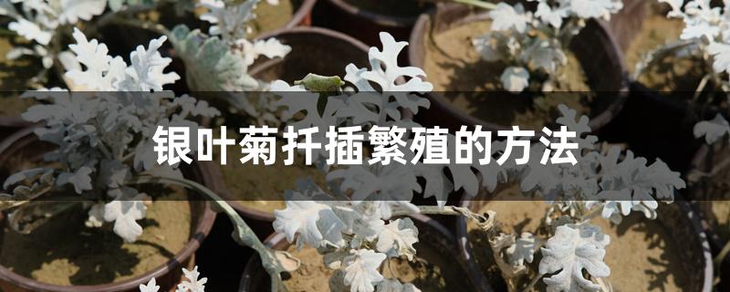 银叶菊扦插繁殖的方法
