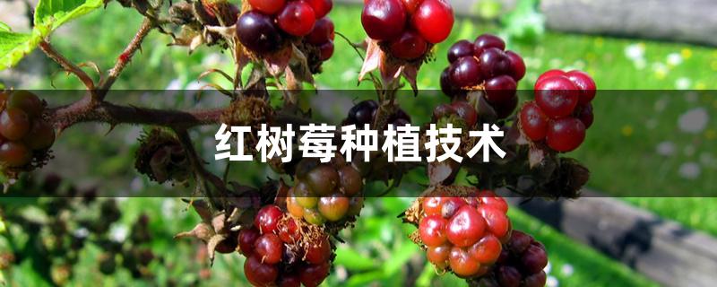 红树莓种植技术