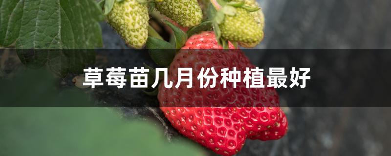 草莓苗几月份种植最好