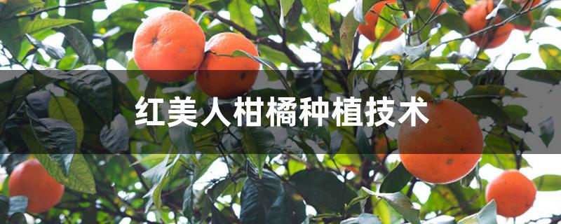 红美人柑橘种植技术