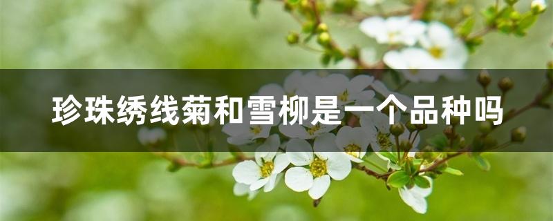 珍珠绣线菊和雪柳是一个品种吗