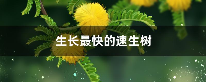 生长最快的速生树