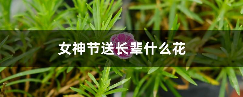 女神节送长辈什么花