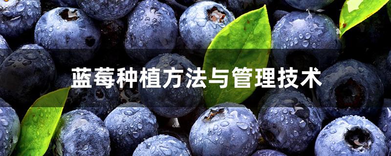 蓝莓种植方法与管理技术