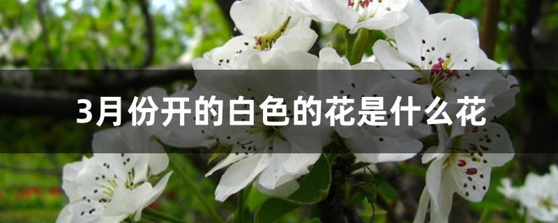 3月份开的白色的花是什么花