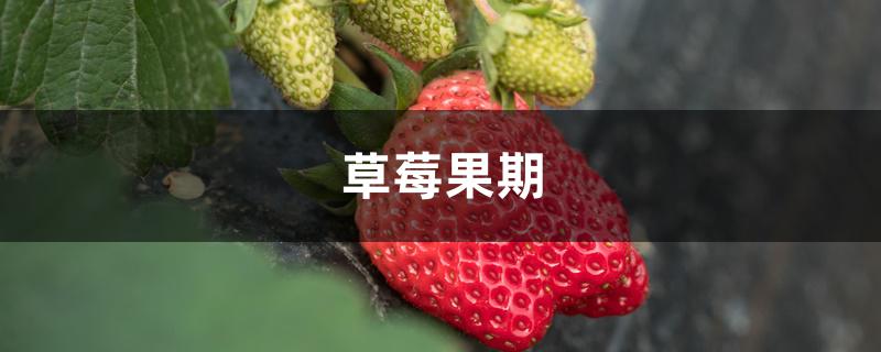 草莓果期