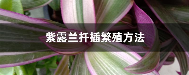 紫露兰扦插繁殖方法