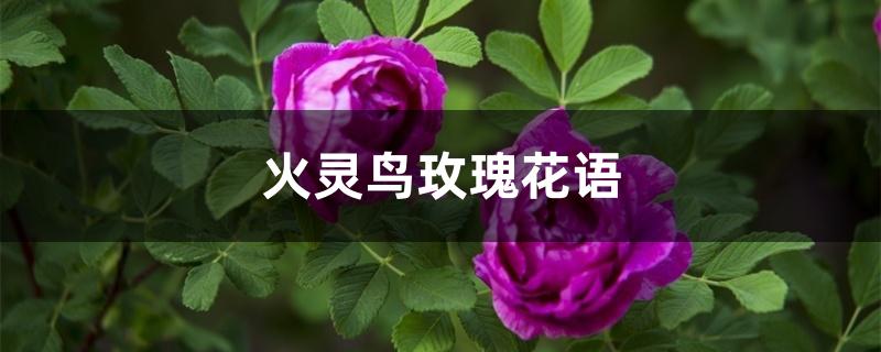 火灵鸟玫瑰花语