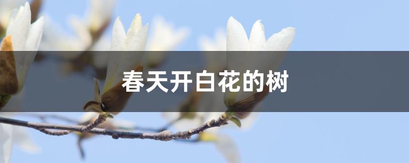 春天开白花的树