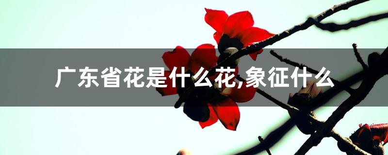 广东省花是什么花,象征什么