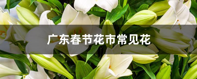 广东春节花市常见花