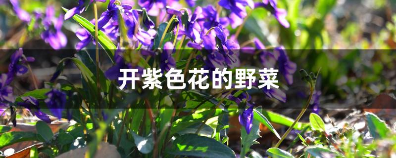 开紫色花的野菜