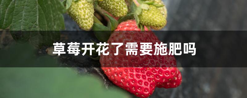 草莓开花了需要施肥吗