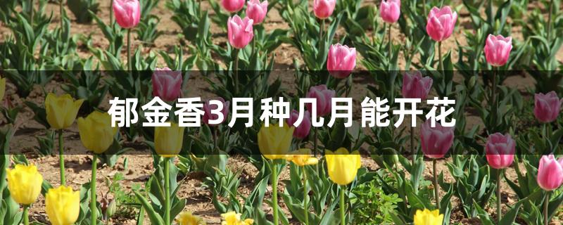 郁金香3月种几月能开花