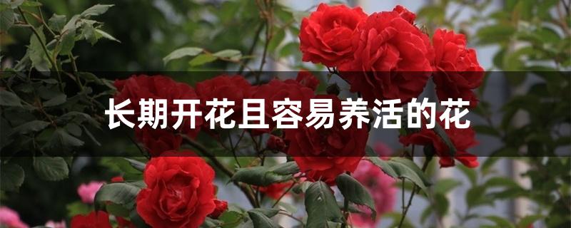 长期开花且容易养活的花