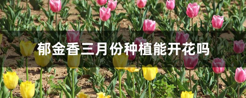 郁金香三月份种植能开花吗